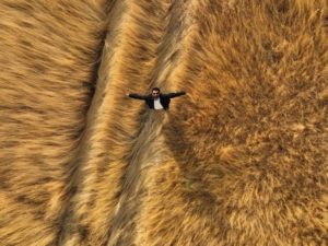 絶頂★雄テオパシー（ぷんぷんや ）モモンガやでBL読める？無料でネタバレできる配信サイトどこ？