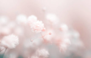 インナーブランは薬局やドンキで買える？どこで売ってる？