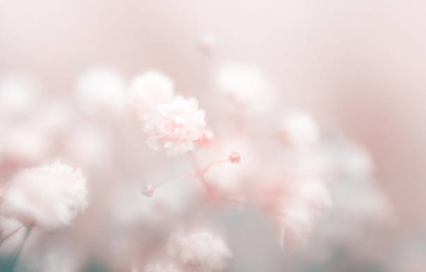 インナーブランは薬局やドンキで買える？どこで売ってる？