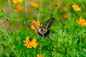 ポルノグラフィティ【アゲハ蝶】はいつの歌？『良いこと悪いこと』ドラマ楽曲歌詞の意味も考察！