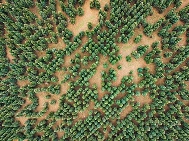 【4年目の棘】はどこで無料で読める？シーモアやAmazon Kindleまで調査！